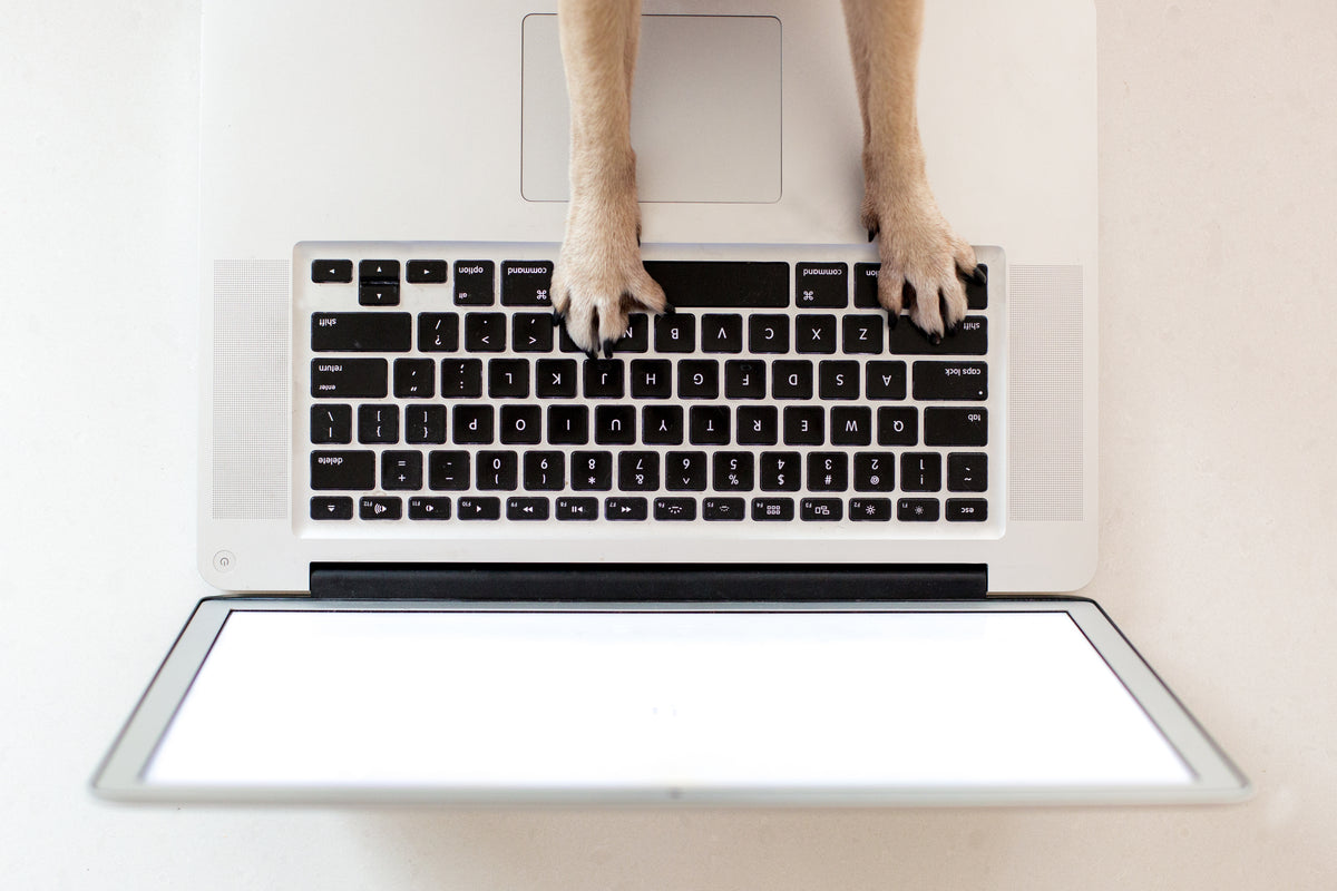 http://www.ofto.us/cdn/shop/files/business-dog-paws-on-keyboard_1200x1200.jpg?v=1613603987